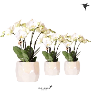 Kolibri Orchids Phalaenopsis Ghent 4spike in Pearl pot travertine