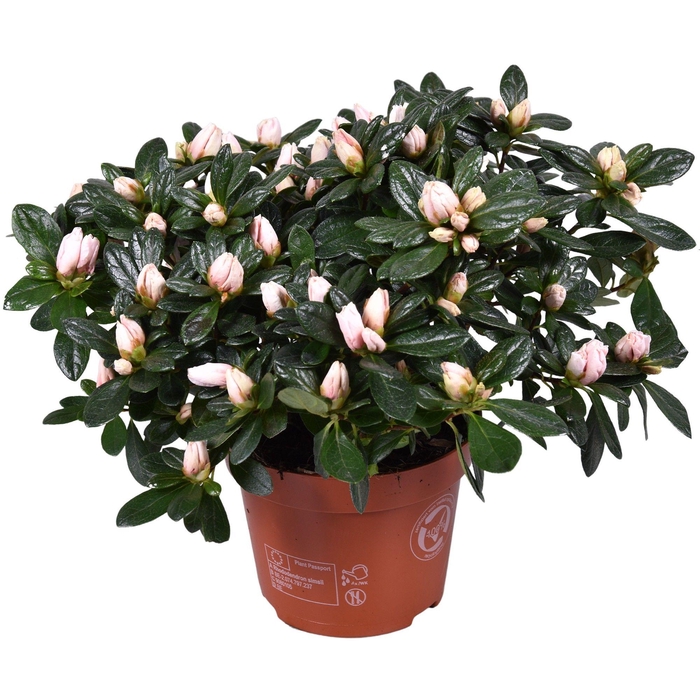 <h4>Azalea'Oase'de'Lo'licht'roze</h4>