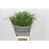 Panicum Fountain