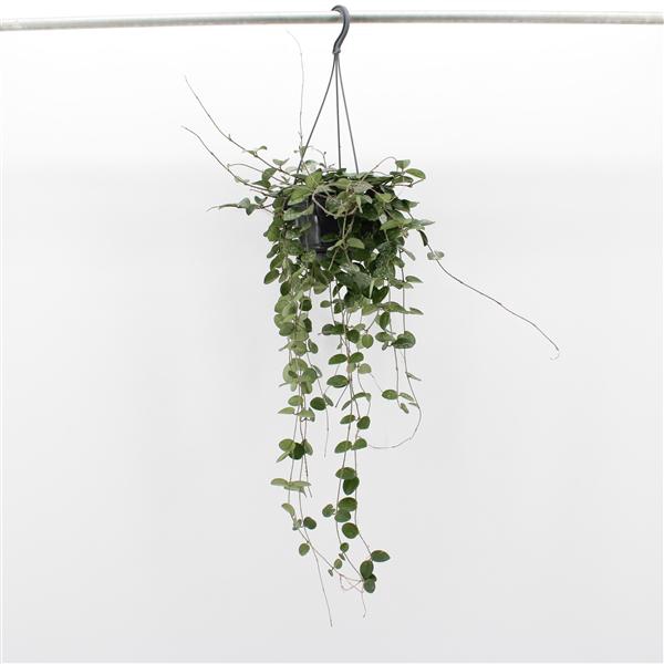 <h4>Hoya 'Mathilde' Splash</h4>