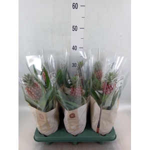 Ananas  'Rosita'