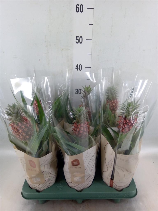<h4>Ananas  'Rosita'</h4>