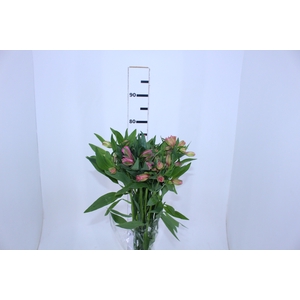 ALSTROEMERIA PRIMADONNA 080 CM