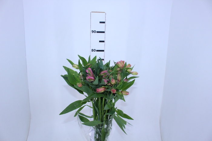 ALSTROEMERIA PRIMADONNA 080 CM