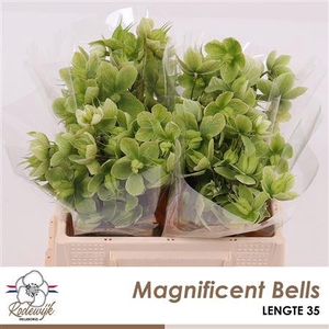 HELL MAGNIFIC BELLS