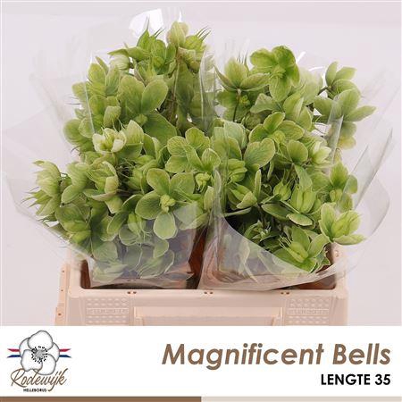 <h4>HELL MAGNIFIC BELLS</h4>