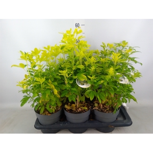Choisya ternata