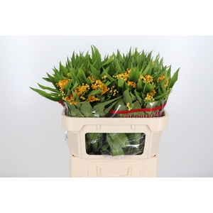 Asclepias Inc. Geel
