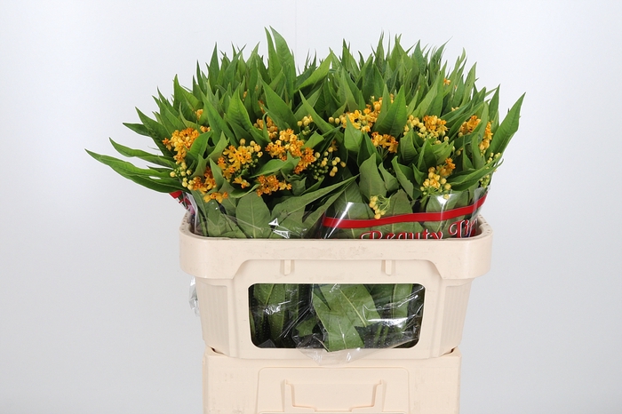 <h4>Asclepias Inc. Geel</h4>
