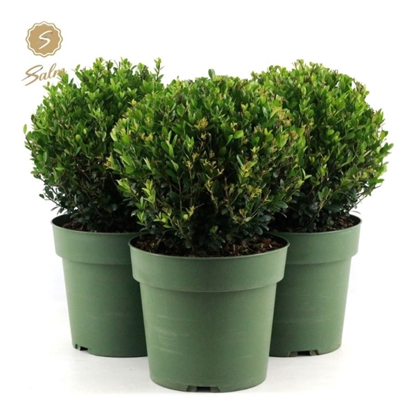 <h4>Ilex crenata 'Jenny'® Ball Ø25cm P21</h4>