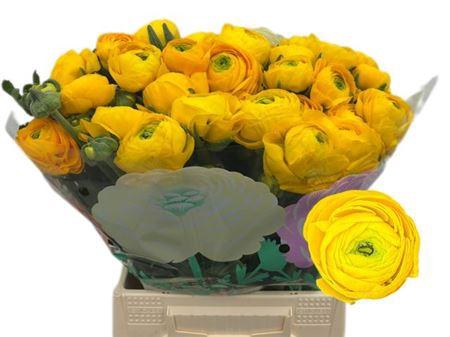 <h4>Ran El Yellow</h4>