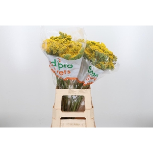 Achillea Park Variety