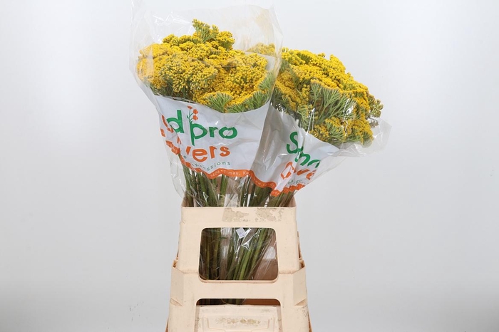 <h4>Achillea Park Variety</h4>