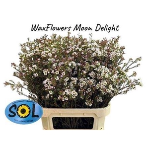 Chame Moonl Delight 80cm