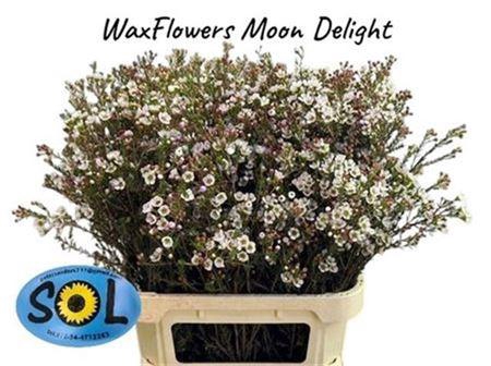 <h4>Chame Moonl Delight 80cm</h4>