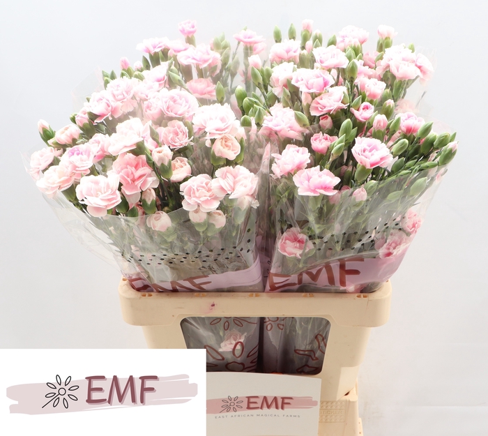 <h4>DI TR FANCY FRILL</h4>