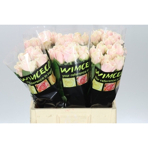 Rosa Gr Sweet Avalanche