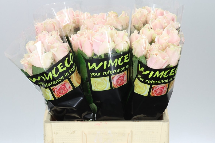 <h4>Rosa Gr Sweet Avalanche</h4>