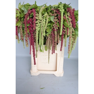 Amaranthus Hang Mira Koot