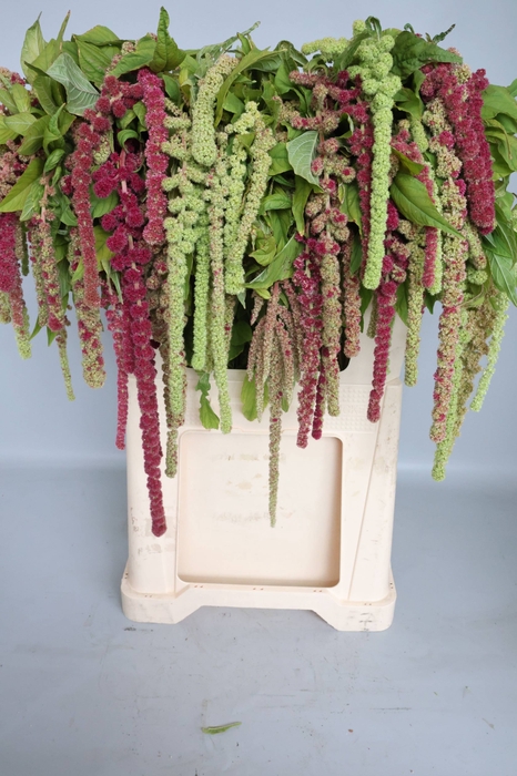 <h4>Amaranthus Hang Mira Koot</h4>