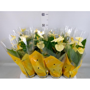 Anthurium andr. 'Vanilla'