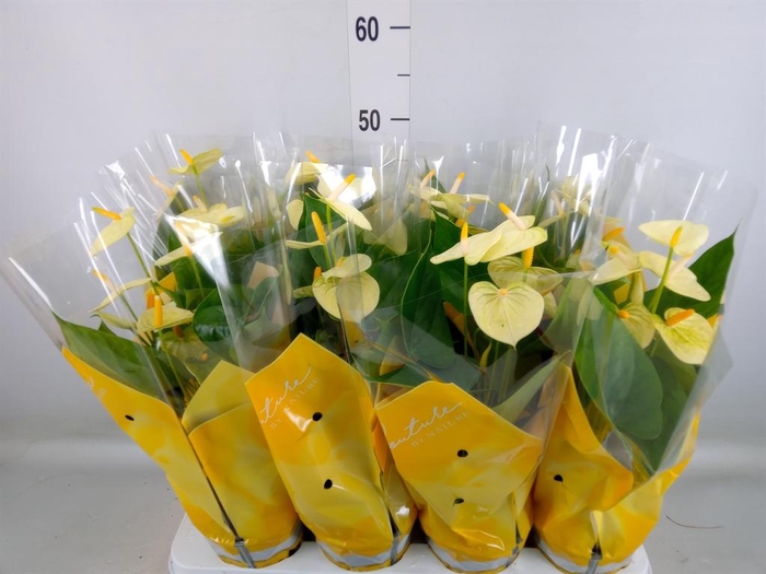 <h4>Anthurium andr. 'Vanilla'</h4>