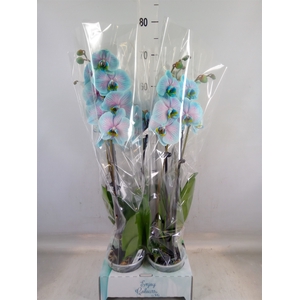Phalaenopsis   ...
