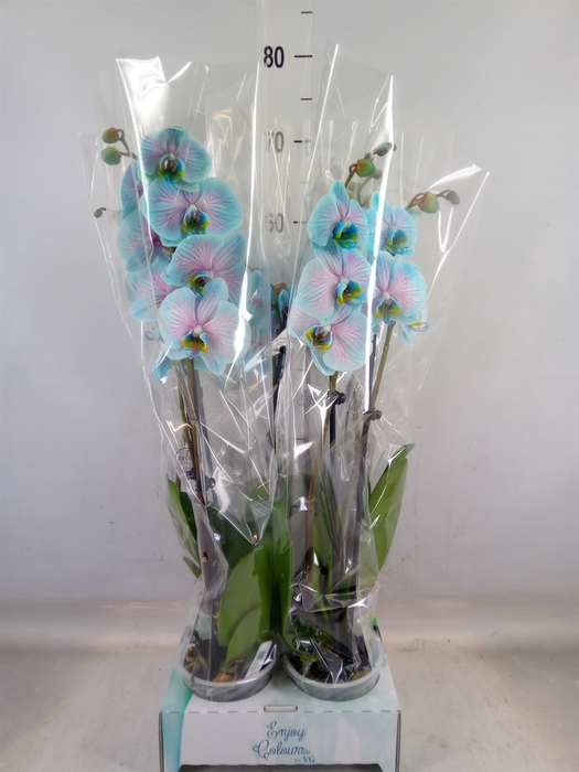 <h4>Phalaenopsis   ...</h4>
