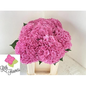 HYDR M ROYAL SALUTE