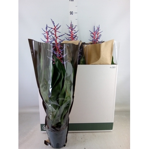 Aechmea  'Blue Rain'