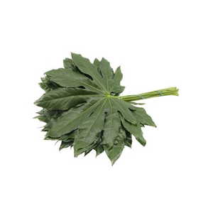 F Aralia