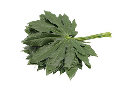 <h4>F Aralia</h4>