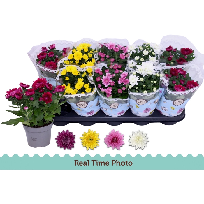 <h4>CHRYS GEVULDBL GEM</h4>