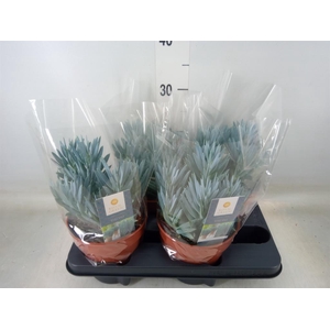 Curio ficoides 'Stelvio'