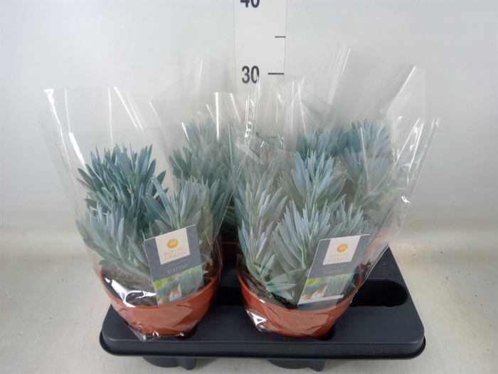 <h4>Curio ficoides 'Stelvio'</h4>