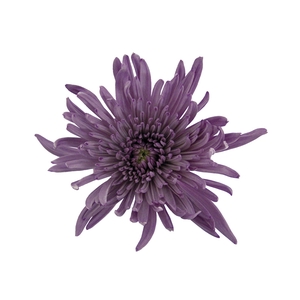 ANASTASIA LILAC 080 CM LILAS