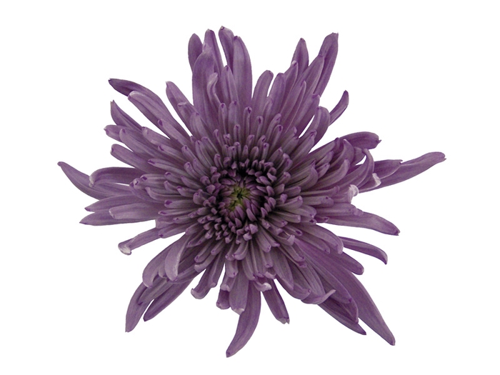 ANASTASIA LILAC 080 CM LILAS
