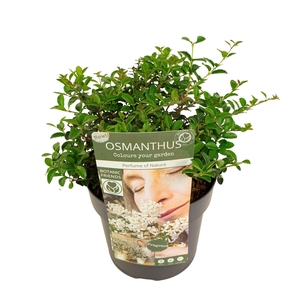Osmanthus 'Perfume of Nature'®