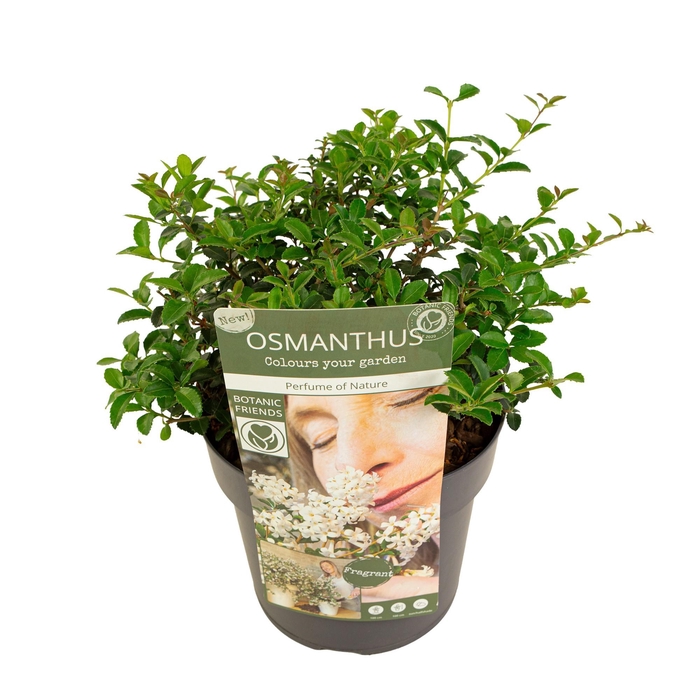 <h4>Osmanthus 'Perfume of Nature'®</h4>