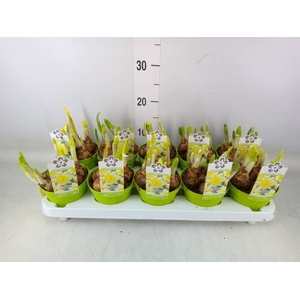 Narcissus TR 'Kiss Me'