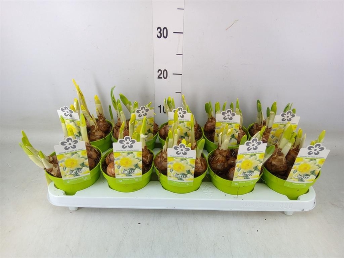 <h4>Narcissus TR 'Kiss Me'</h4>