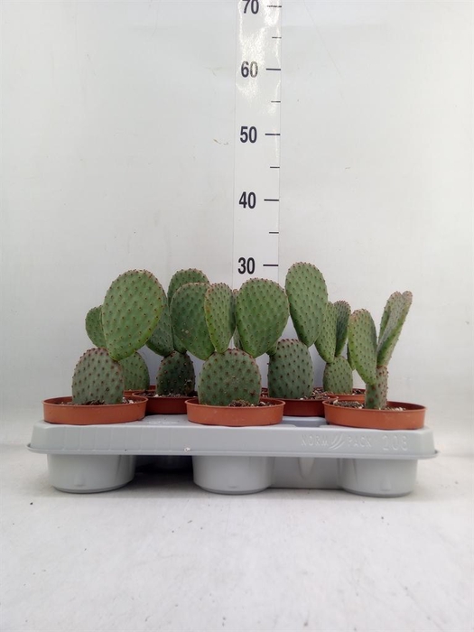 <h4>Opuntia microdasys</h4>
