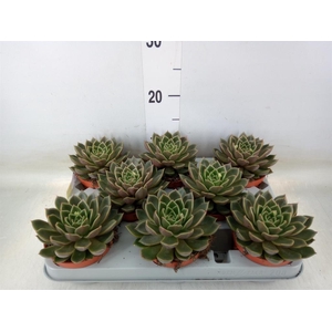 Echeveria   ...not flowering