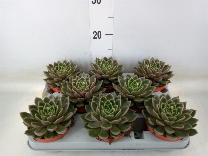 <h4>Echeveria   ...not flowering</h4>