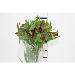 ALSTROEMERIA ANGELINA 080 CM