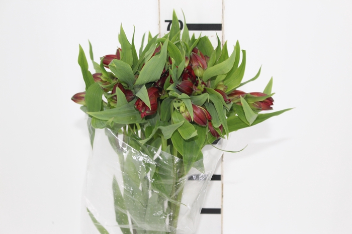 <h4>ALSTROEMERIA ANGELINA 080 CM</h4>