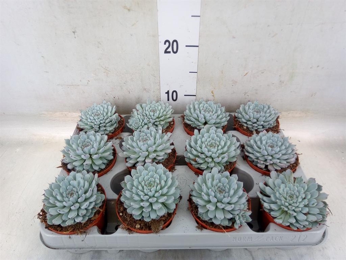<h4>Echeveria cuspidata</h4>
