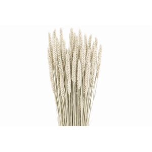 DROOGBL BEWERKT H%