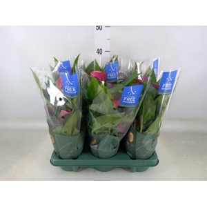 Anthurium andr. 'Pure Purple'