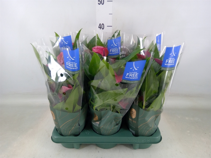 <h4>Anthurium andr. 'Pure Purple'</h4>